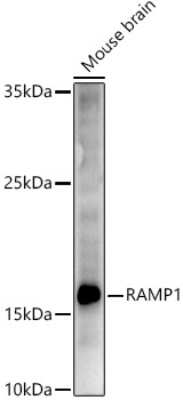 Western Blot: RAMP1 AntibodyBSA Free [NBP2-94078]